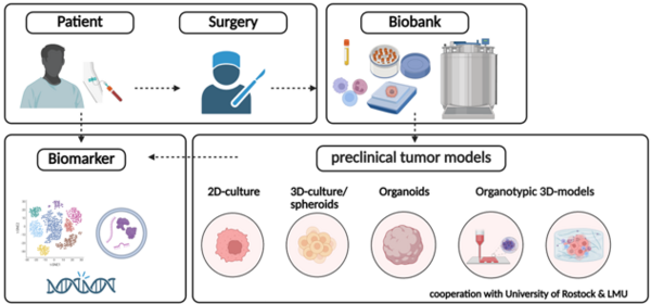 Schematische Darstellung eines Forschungsprozesses von Patient über Chirurgie und Biobank zu Biomarkern und präklinischen Tumormodellen mit 2D-Kultur, 3D-Kultur/Sphäroiden, Organoiden und organotypischen 3D-Modellen