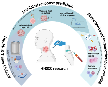 Grafik zeigt den Prozess der Untersuchung solider Tumore mit patientenabgeleiteten Organoiden, Co-Kultur mit Organoid-T-Zellen, klinischer Reaktionskorrelation, Immun-Signaturen und extrazellulären Vesikeln.